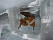 2010-08-21 Brigitte Jungfrau062